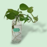 گلدان شیشه ای بزرگ طرح تو هر زمان که بیایی بهار خواهد بود