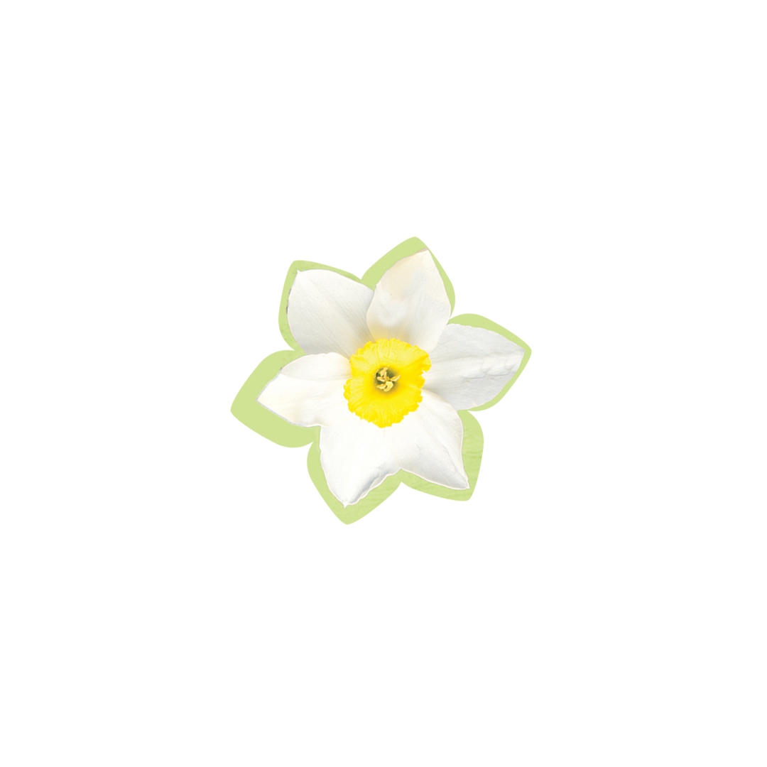 خرید تاپر بسته 50 عددی طرح گل نرگس - سفید- کد 6714- فروشگاه دیدار