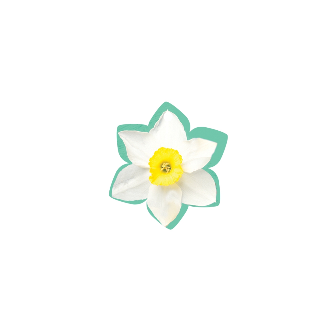 خرید تاپر بسته 50 عددی طرح گل نرگس - سبز- کد 6715- فروشگاه دیدار